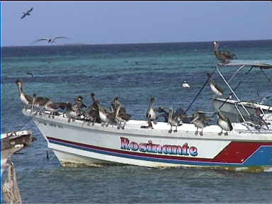 Lots of Pelicans