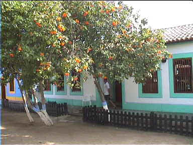 Colourful tree