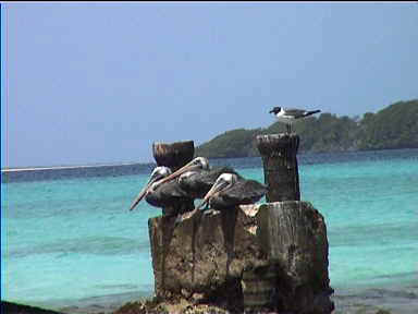 Pelicans taking it easy now