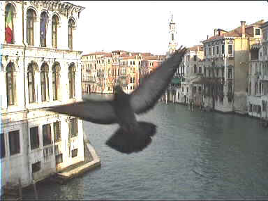 There are so many pigeons in Venice