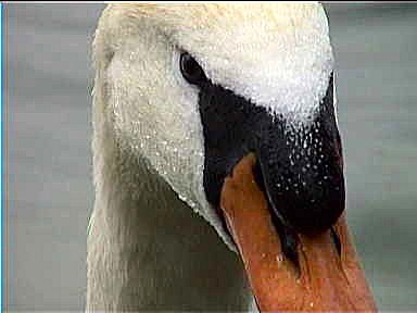 Swan looking for food